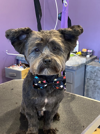 Pup Pup’s Grooming and Daycare - Thumbnail