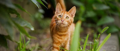 Photos of Cara Veterinary Clinic