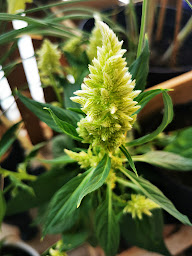 Photo n°28 de GranaShop Strasbourg à Illkirch-Graffenstaden (Boutique d'articles liés au cannabis)