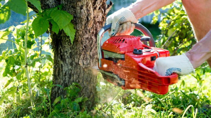 Yorks Tree Service - Expert Tree Service, Brush and Tree Removal, Palm Tree Trimming