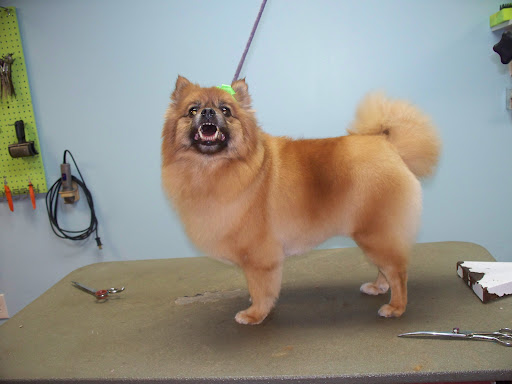 Deb's Perky Puppy Gallery - United States
