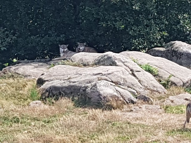 Les Loups de Chabrières