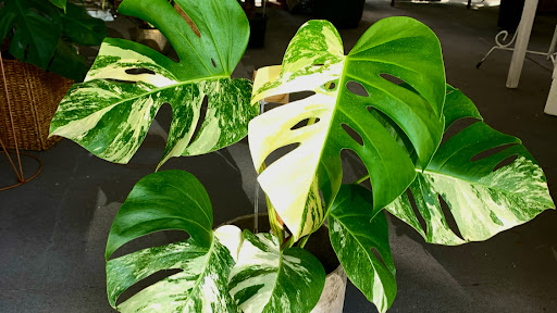 Plant Presents - Thumbnail