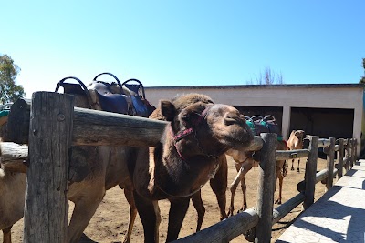 Photos of Camel Park