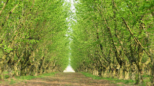 Photo n°18 de Ferme de la Grande Vove à Roches (Ferme)