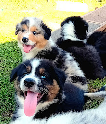 Photo n°2 de La Wooferie à Langonnet (Éleveur de chats)