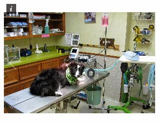 Walnut Plaza Veterinary Hospital - Thumbnail
