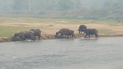 Photos of Sauraha Jungle Lodge