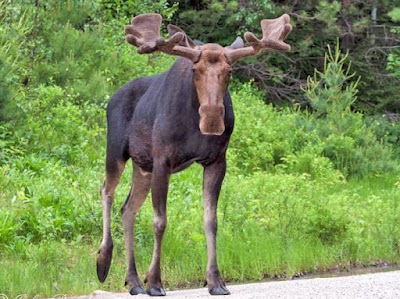 North Conway Moose Safari Moose Tour