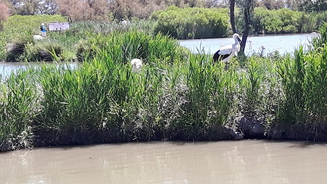 Parc Ornithologique du Pont De Gau