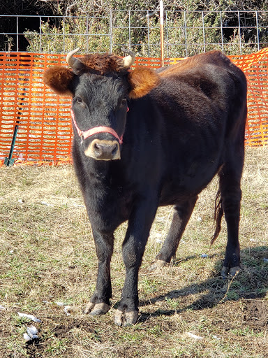 NewBeeFarmers - Thumbnail