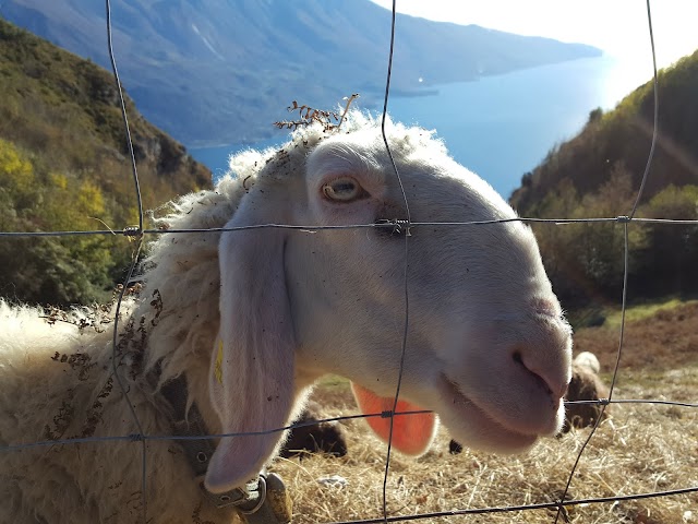 Punta Larici