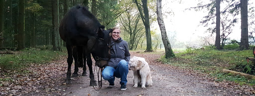 Serratus Tierphysiotherapie für Hund und Pferd