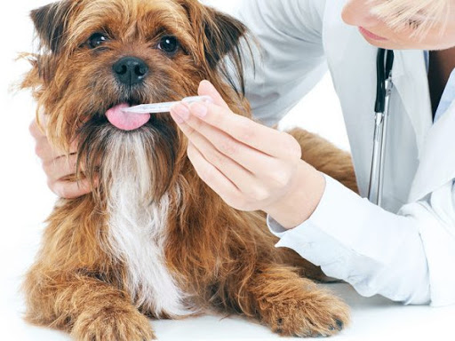 Veterinaria "Clinvet México"