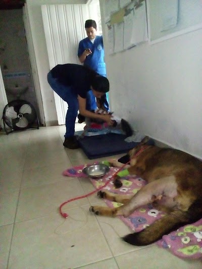 veterinary-care