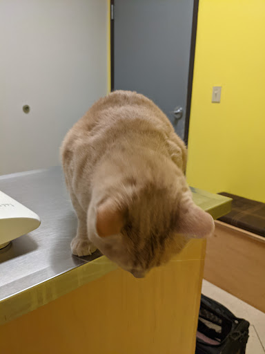 Apricot Veterinary Clinic - Thumbnail