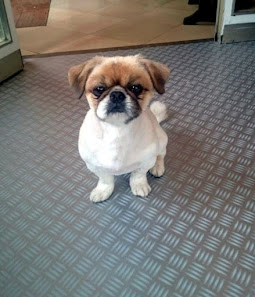 Hund