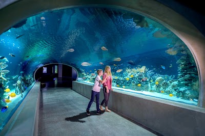 OdySea Aquarium