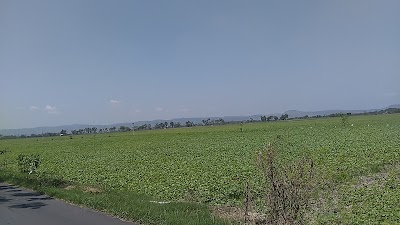 Photos of Tani Mabrur Energic
