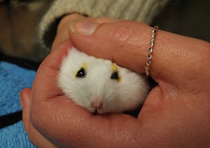 Photo n°17 de Cabinet vétérinaire Passion NAC à Paris (Vétérinaire)