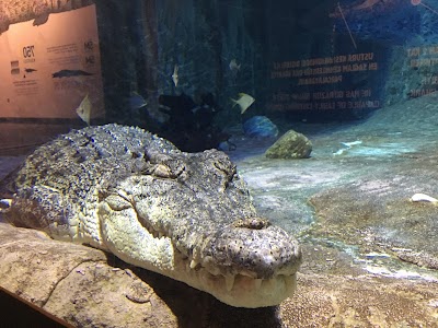 Emaar Square Aquarium World - Akvaryum