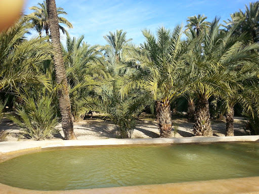 Museo del Palmeral - Thumbnail