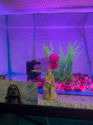 Joy Aquatics - Visual