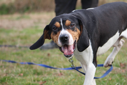 The Animal Care Shelter for Kent County