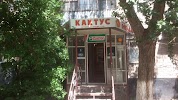 Фотография Кактус, дом 38, улица Машхур Жусупа, Экибастуз, Казахстан