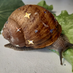 Photo n°1 de L'Appel de la Hulotte à Mareuil en Périgord (Ferme bio)