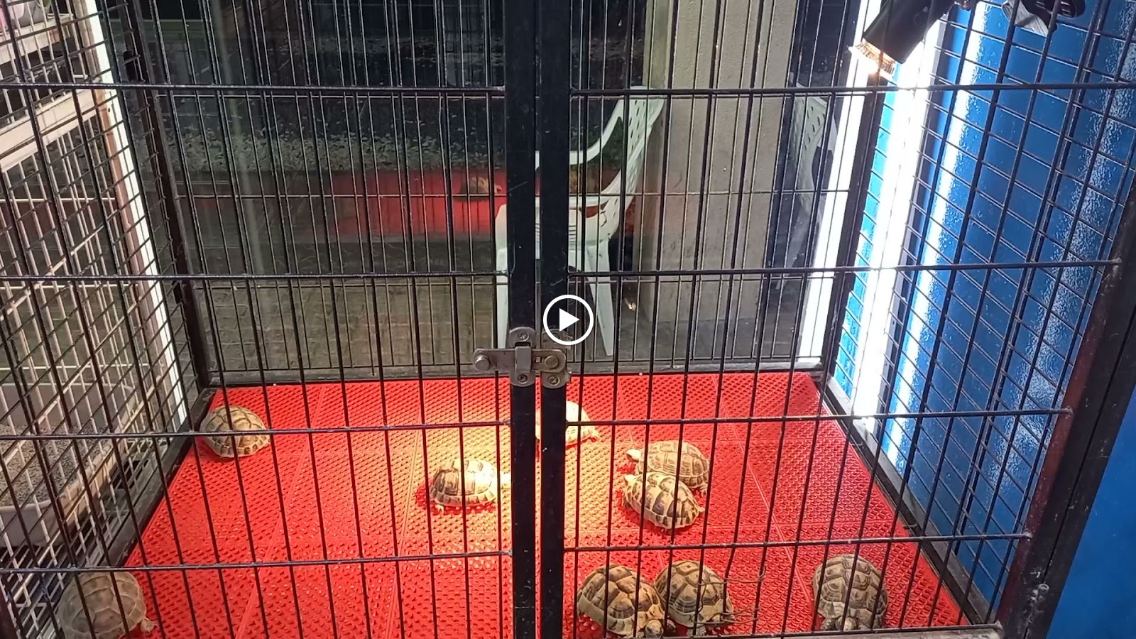 Birds and pet animals JARAH - صورة 3