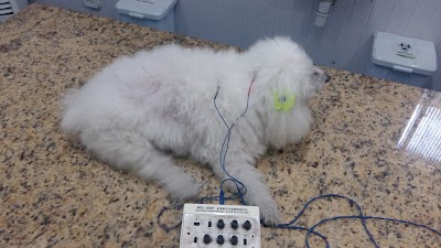Photos of Vet Mania