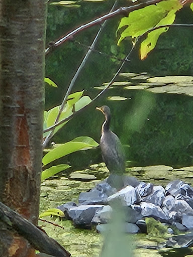 Parc Harvey - Visual