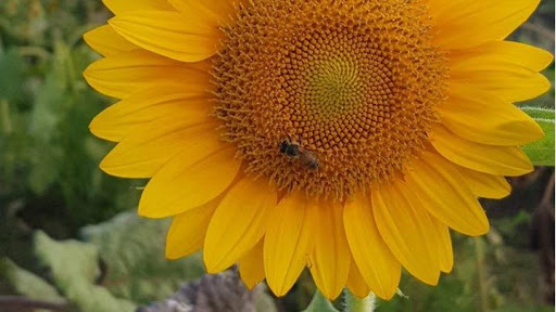 Flowers Manati - Thumbnail