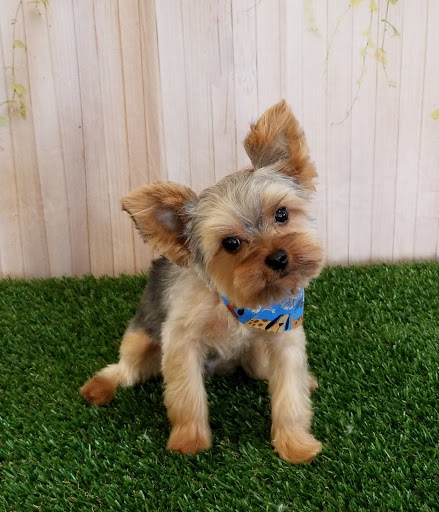 Bark'n Spray Salon LLC - Thumbnail
