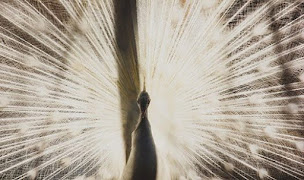 Photo n°53 de Ferme animalière d'Auriol à Auriol (Zoo)