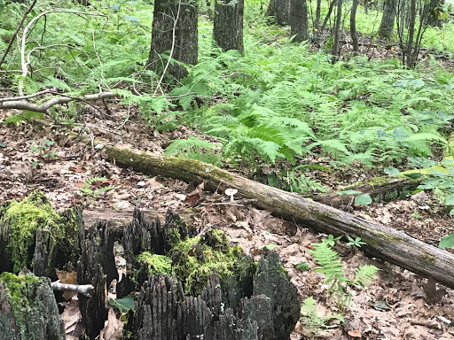 Lovingston Springs Trailhead - Thumbnail