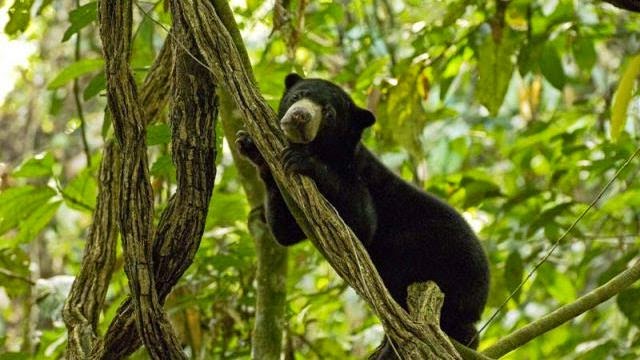 Bornean Sun Bear Conservation Centre (BSBCC)