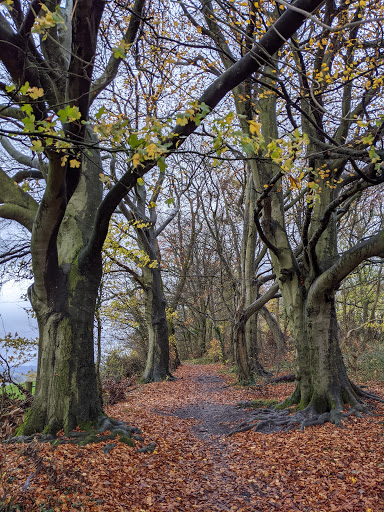 Doverow Wood - Thumbnail