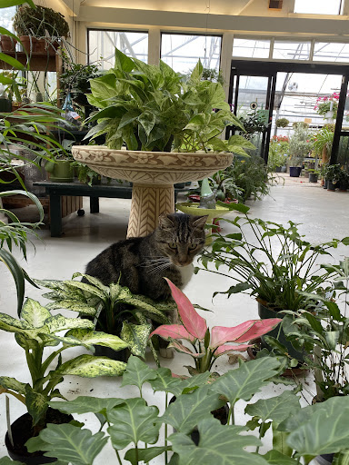 Dutton Greenhouse & Nursery - Thumbnail