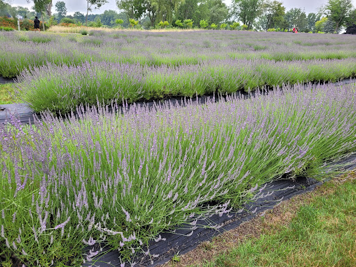 Indigo Lavender Farms - Thumbnail