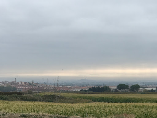 Alpicat - Visual