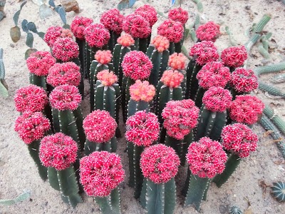 Photos of Shenzhen Xianhu Botanical Garden （North Gate）