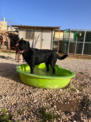 Resort Taxi Dog - Thumbnail