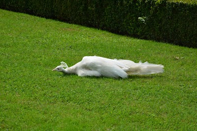 giardino dell