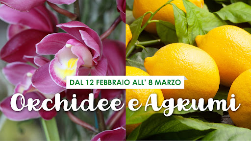 Minelli Garden - Visual