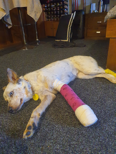 Vets North Kumeu - Thumbnail