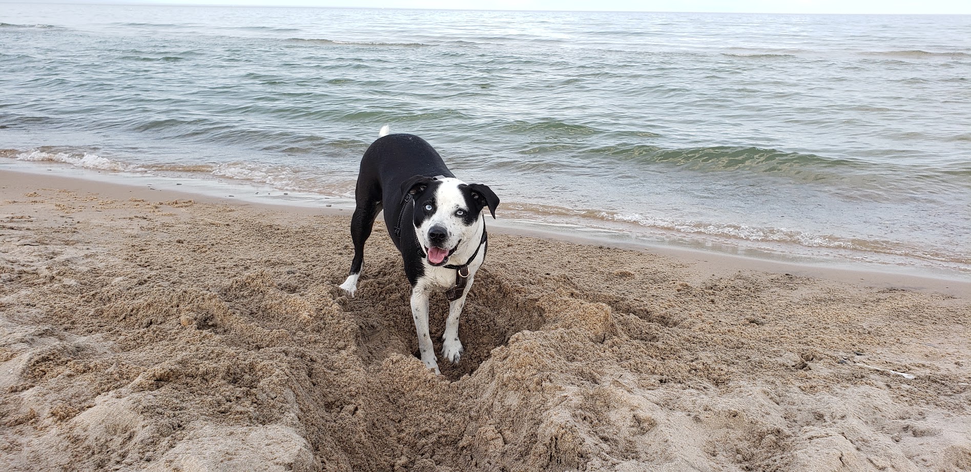 Beach Buddies Pet Care