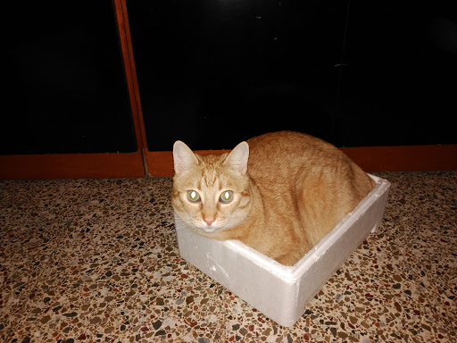 Centre Veterinari Meridiana - Thumbnail