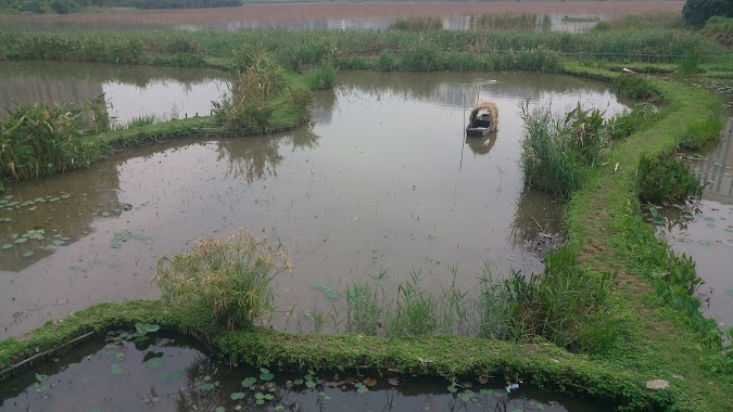 氹仔人工濕地公園, Author: Dick Cheng